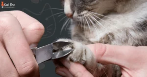 How To Groom A Cat At Home