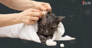 How To Groom A Cat At Home