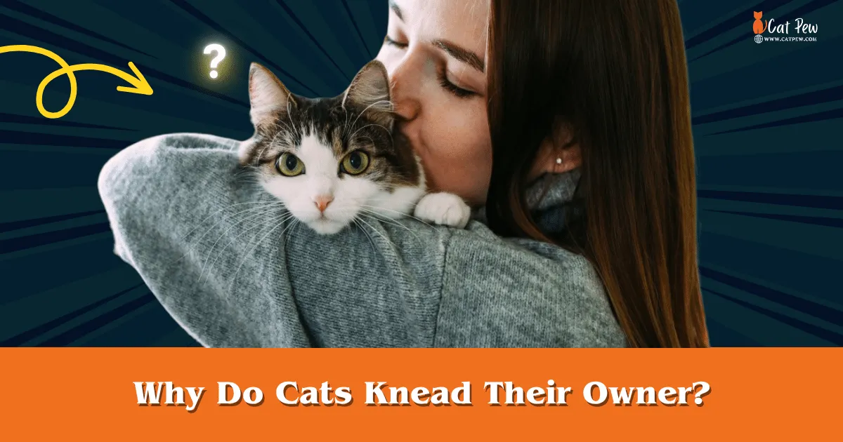 Why Do Cats Knead Their Owner