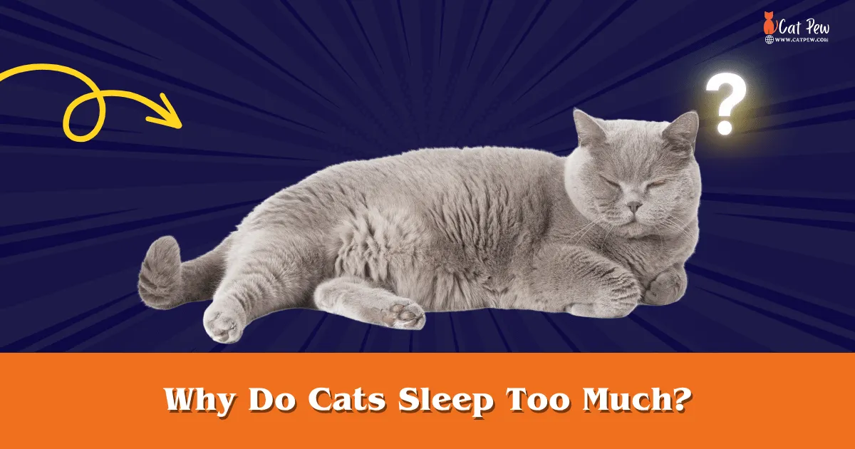 Why Do Cats Sleep Too Much