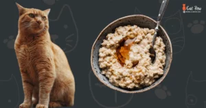 Can Cats Safely Enjoy Oatmeal with Brown Sugar
