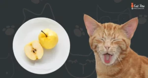 Can Cats Eat Asian Pears
