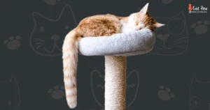 Why Do Cats Sleep Too Much