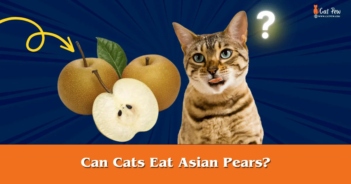 Can Cats Eat Asian Pears