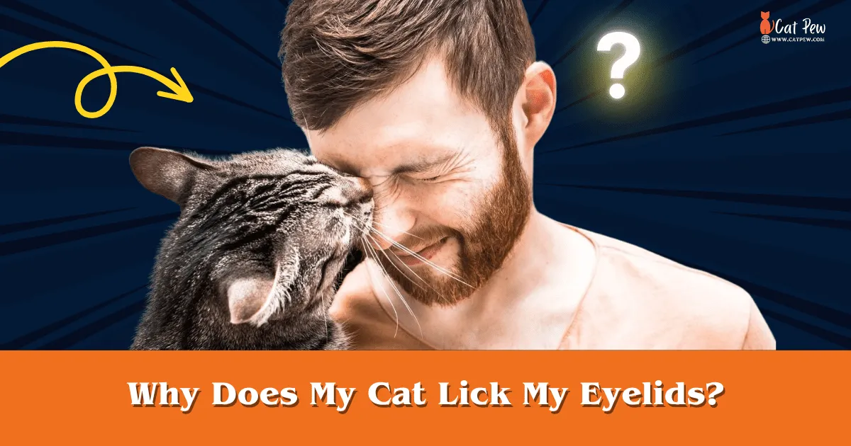 Why Does My Cat Lick My Eyelids