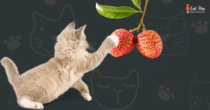 Can Cats Safely Indulge in Delicious Lychee