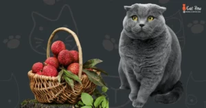 Can Cats Safely Indulge in Delicious Lychee