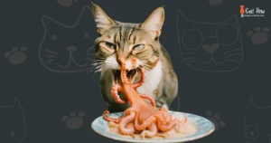 Can Cats Eat Octopus