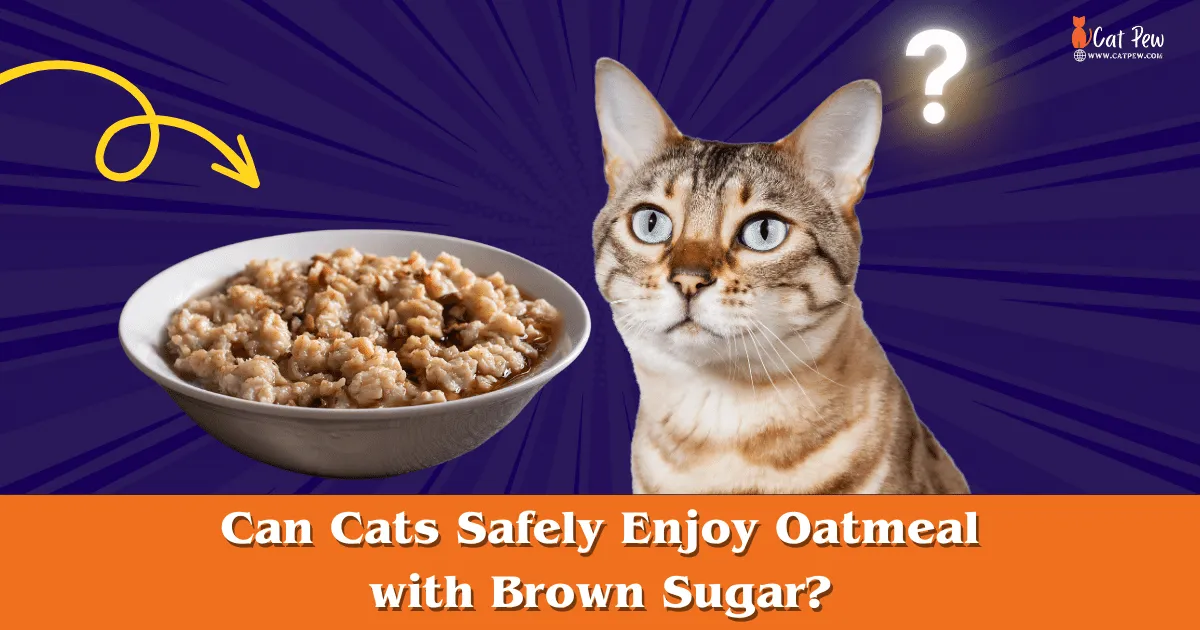 Can Cats Safely Enjoy Oatmeal with Brown Sugar