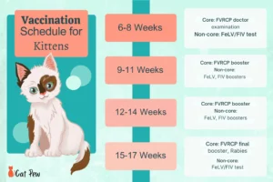 What Vaccinations Does My Kitten Need