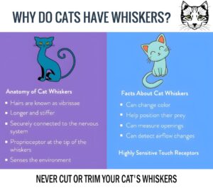 Do All Cats Have Whiskers